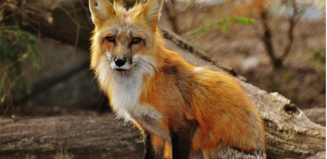 Fox.jpg